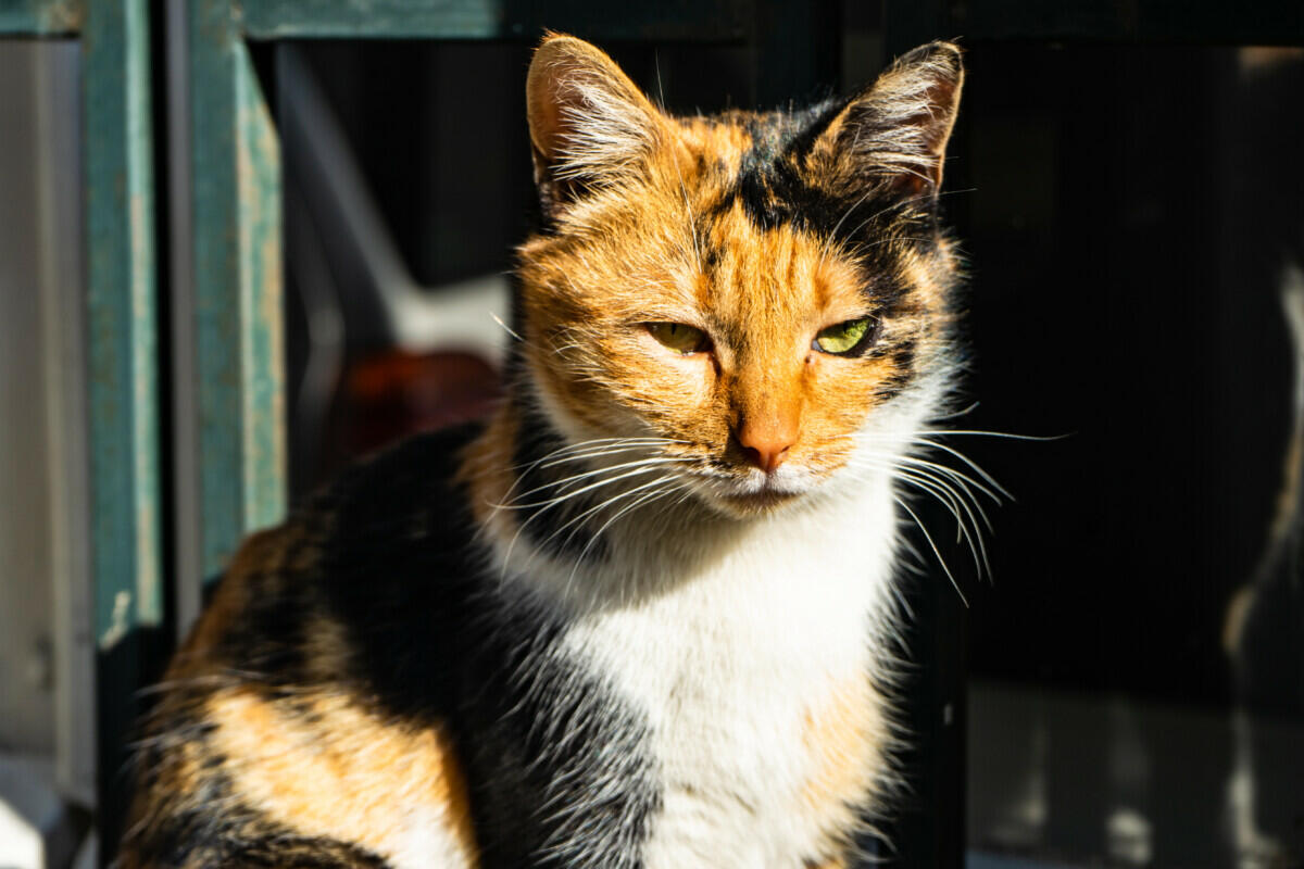 449+ Calico Cat Names (BEST 2024 Choices!) Blog Of Tom