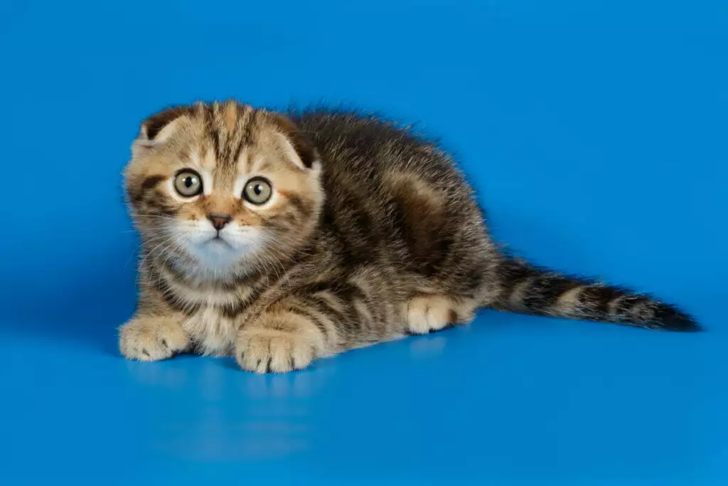 A small kitten sitting on a blue background.