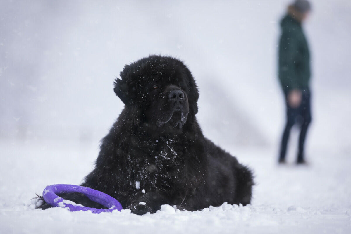549+ Newfoundland Dog Names (BEST 2024 Picks!)