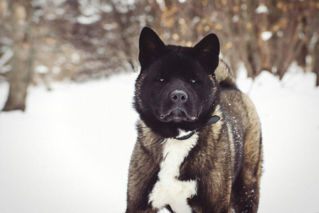 A black and white dog standing in the snow.