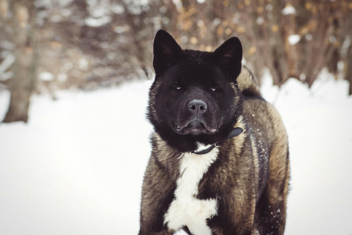 A black and white dog standing in the snow.