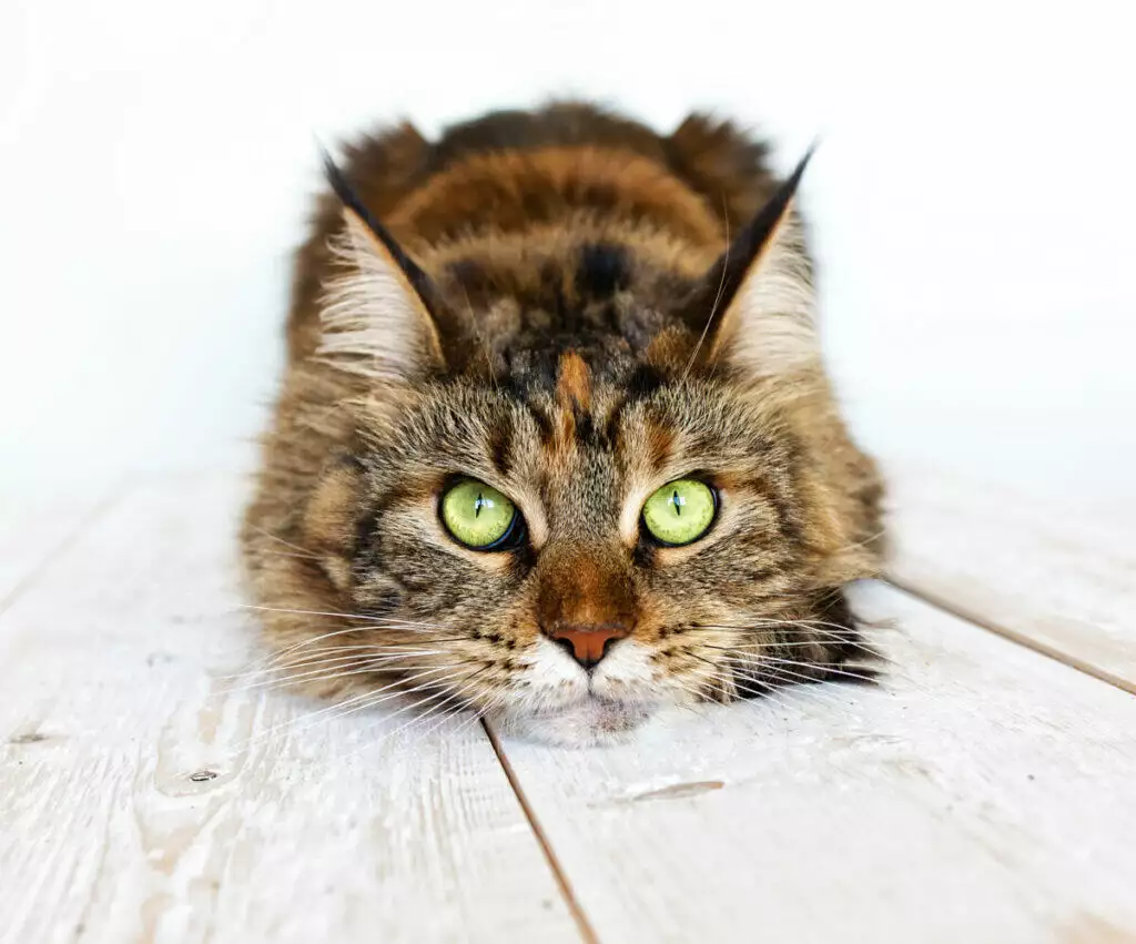 A cat with green eyes laying on a wooden floor.