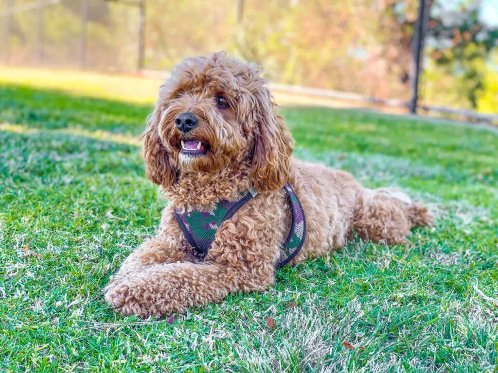 A brown poodle laying in the grass wearing a harness.