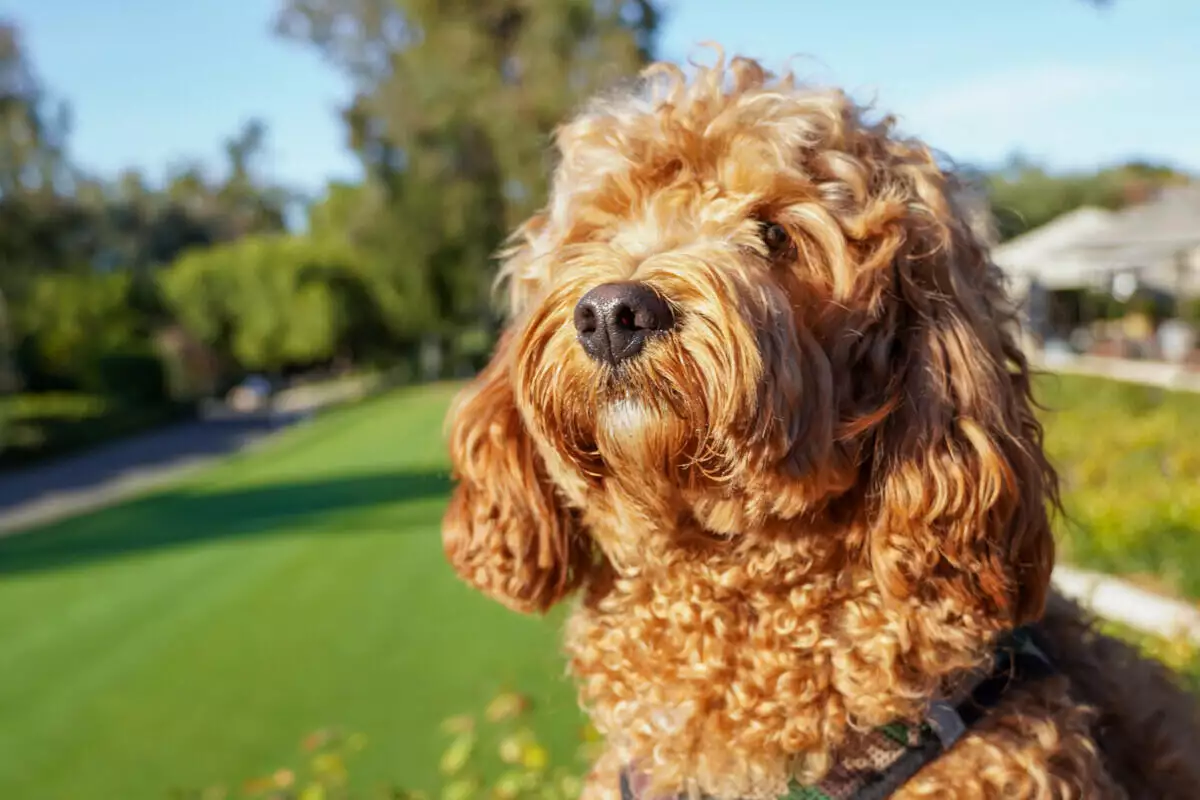 A brown and white poodle standing in a grassy area.