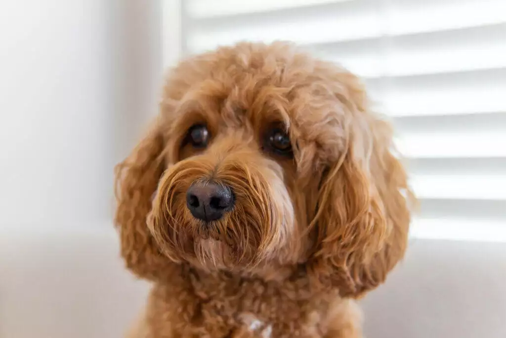 A brown poodle sitting on a white couch.