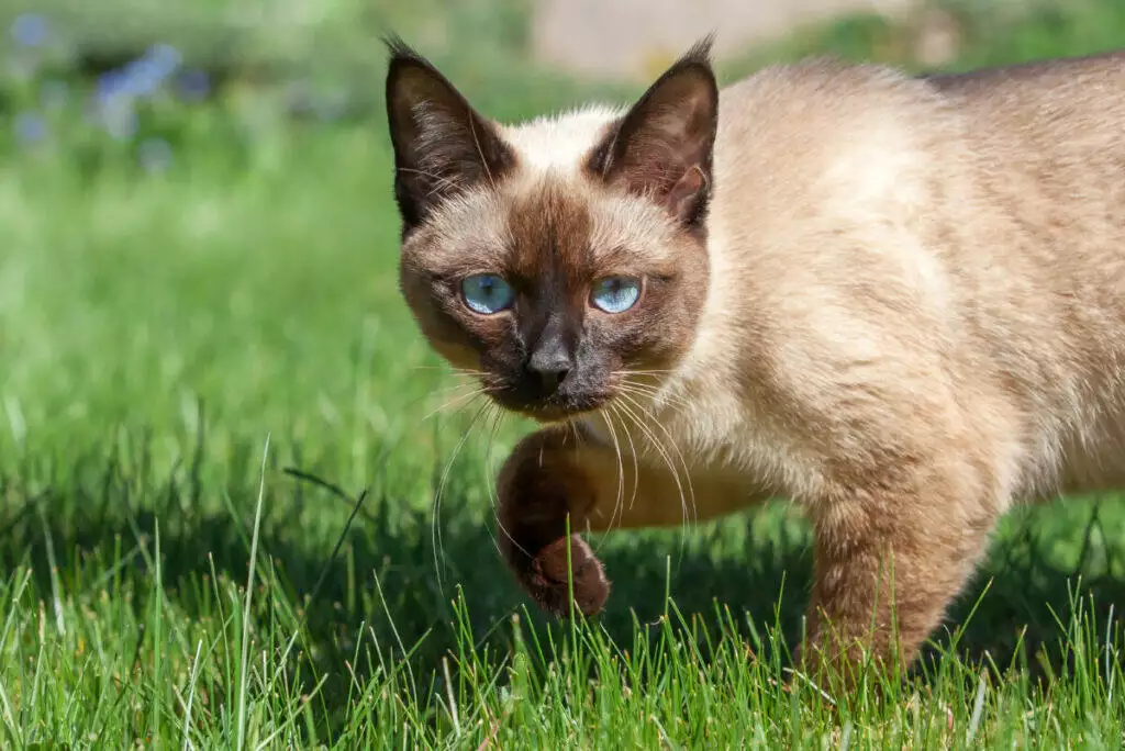 A siamese cat walking in the grass.