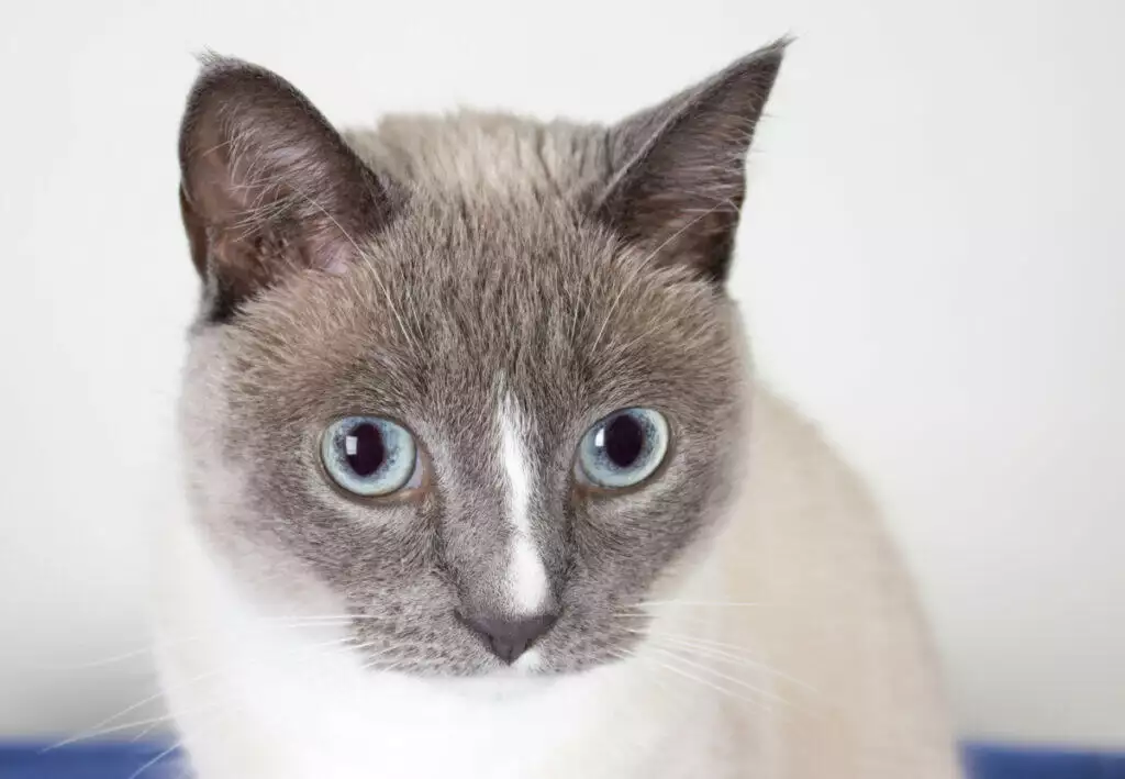 A siamese cat is staring at the camera.