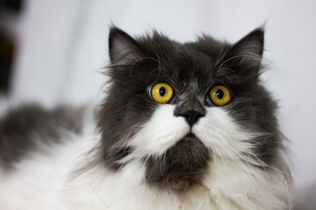 A grey and white cat with yellow eyes.