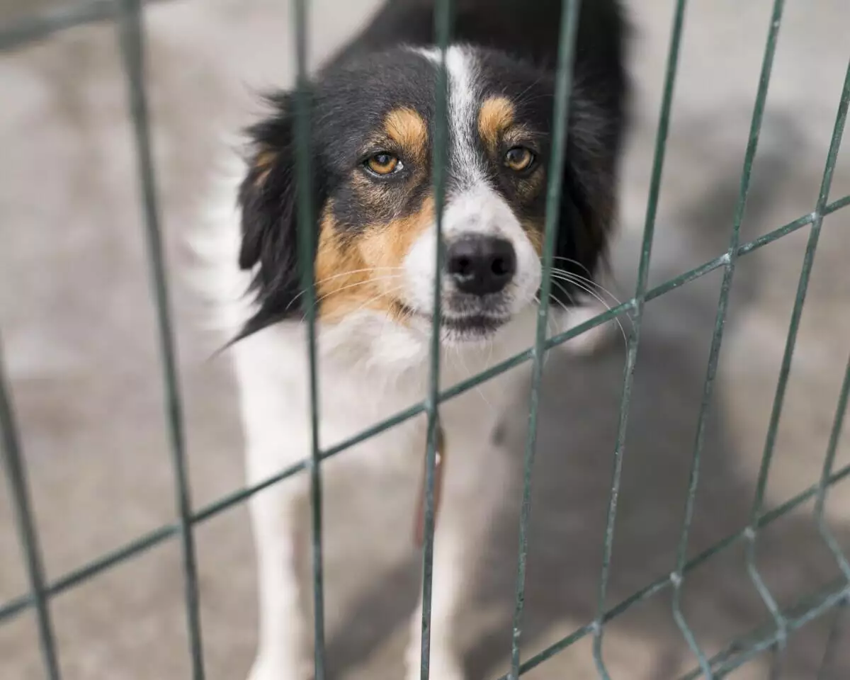 A black and white dog looking out of a cage.