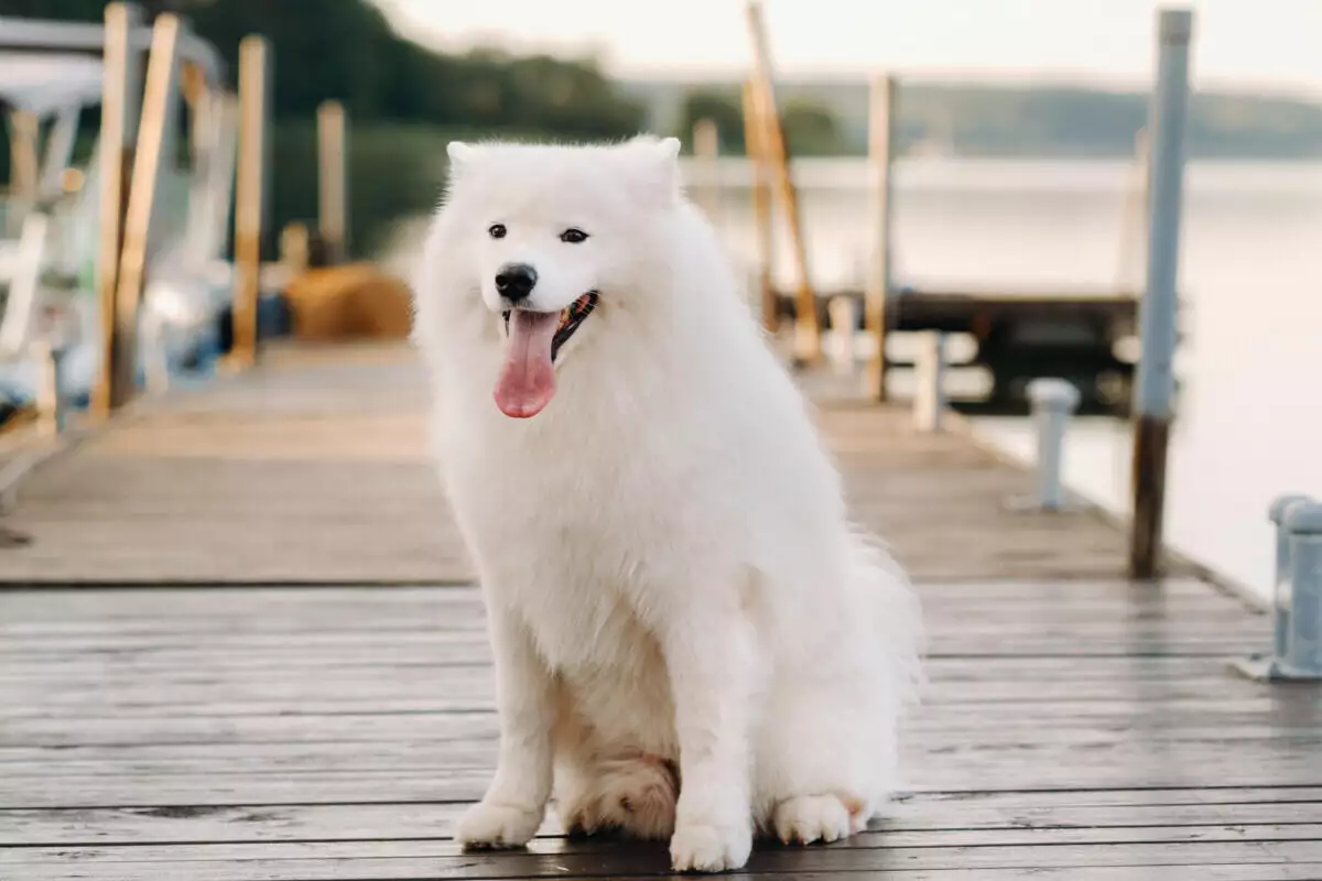 A white dog sitting on a dock near a lake.