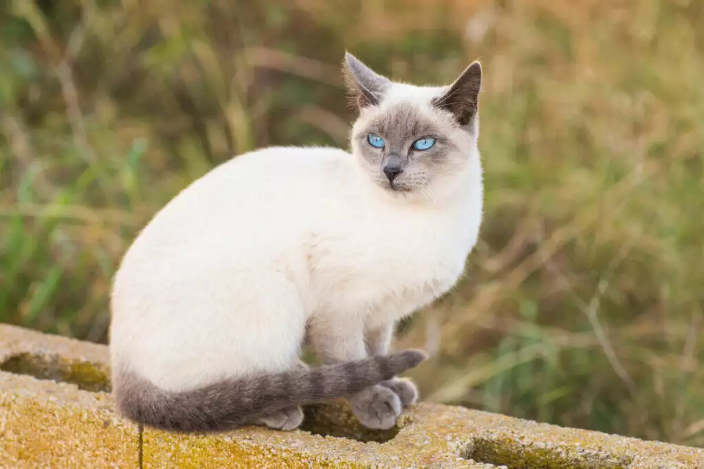 A siamese cat sitting on a wall.