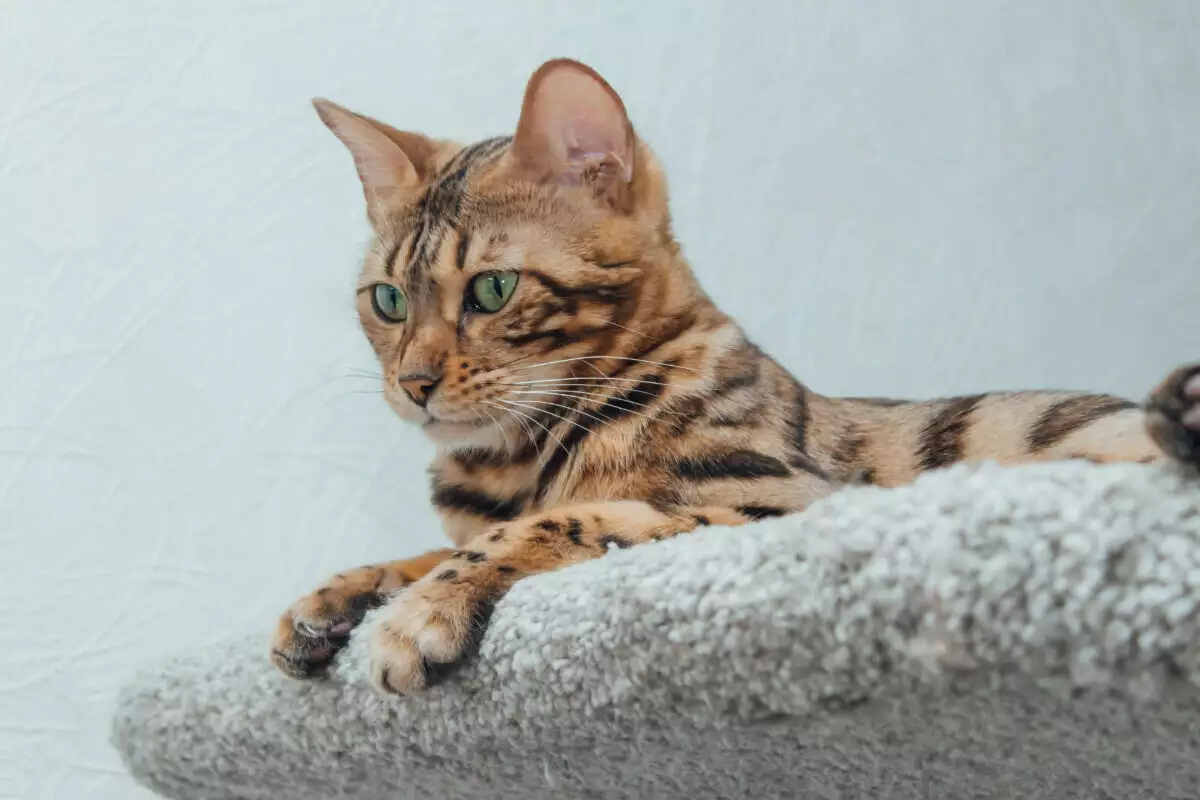 Young cute bengal cat laying on a soft cat's shelf of a cat's house indoors.