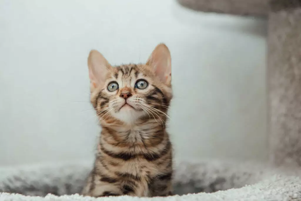 A bengal kitten looking up from a scratching post.