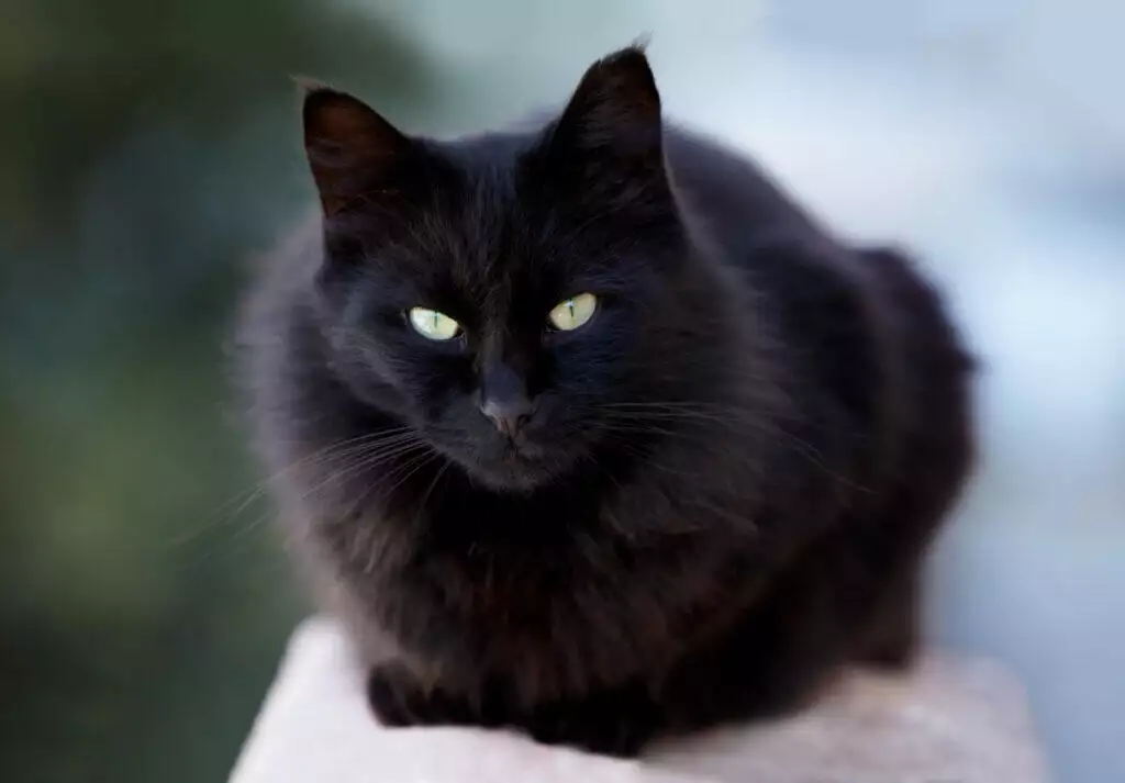 A black cat with green eyes sitting on top of a wall.
