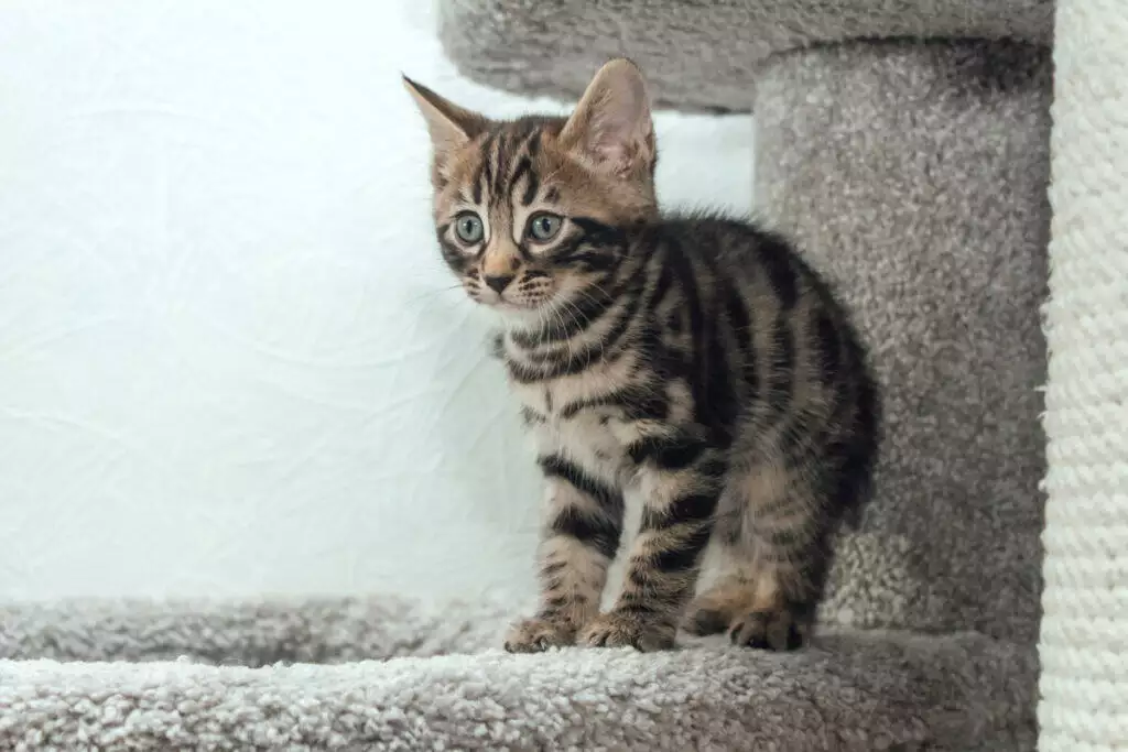 A bengal kitten standing on top of a scratching post.