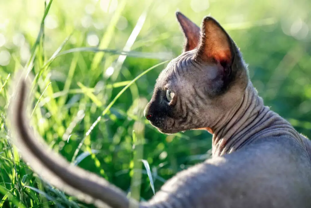 A sphynx cat is standing in the grass.