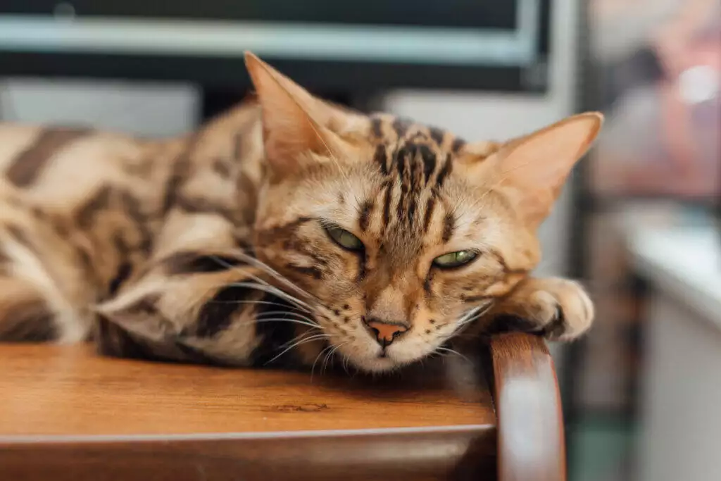 A bengal cat resting on a wooden desk.