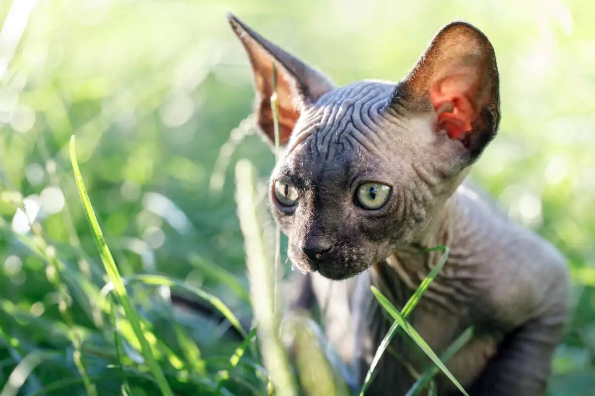 A sphynx cat is standing in the grass.