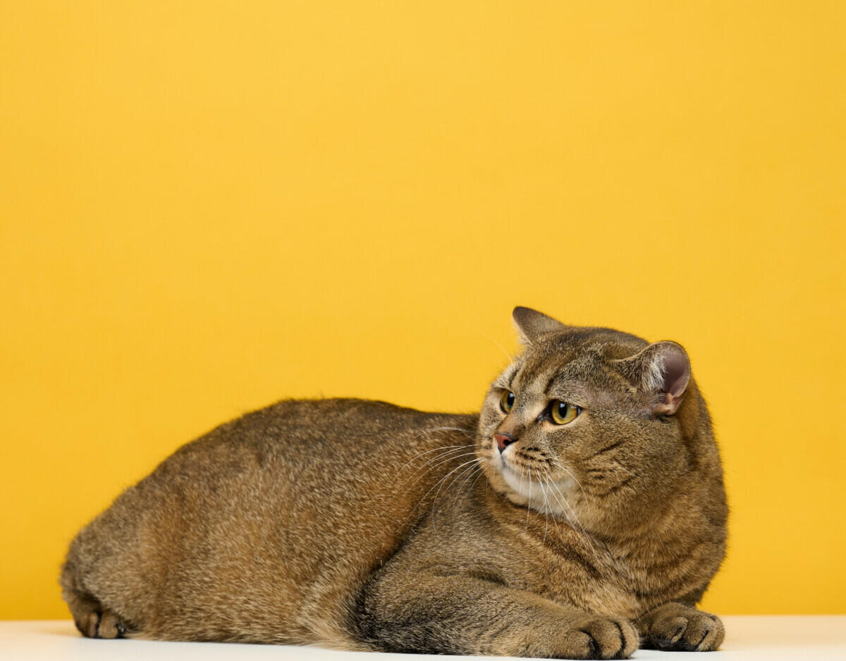 449+ Yellow Cat Names (BEST 2024 List!) Blog Of Tom