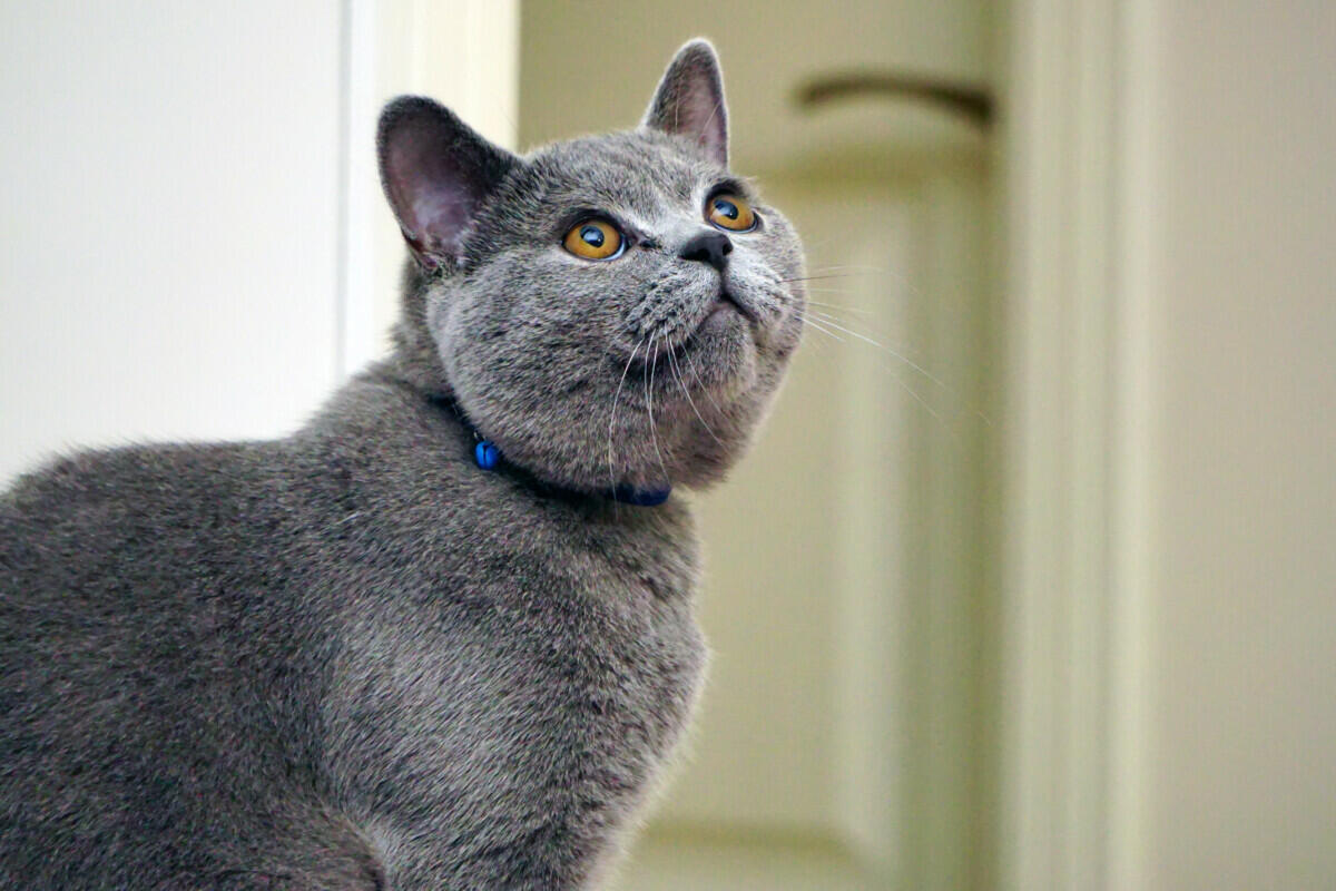 British shorthair cat.