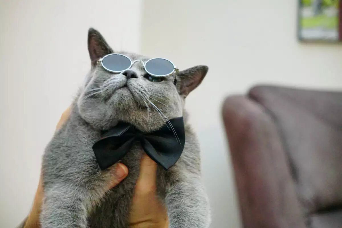 A gray cat wearing a bow tie.