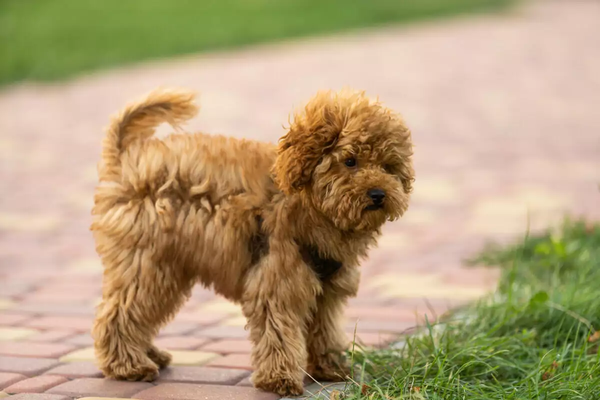 A small brown dog standing on a brick walkway.