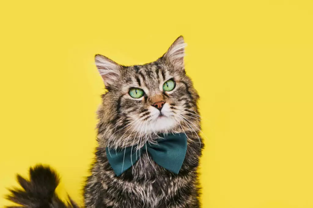 A cat wearing a bow tie on a yellow background.