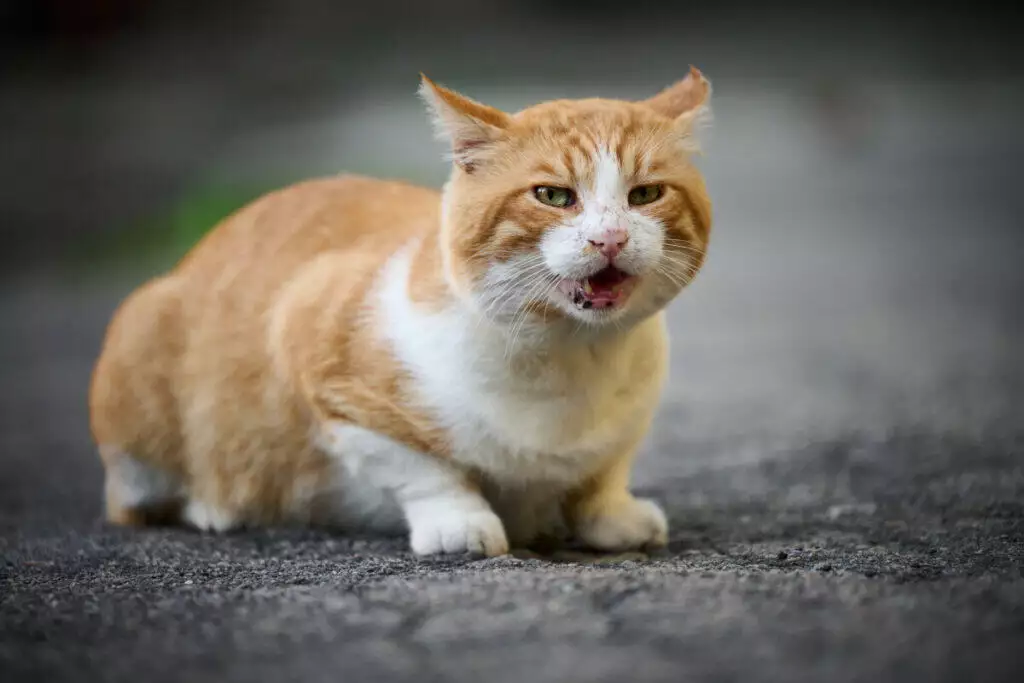 An orange and white cat with its mouth open.