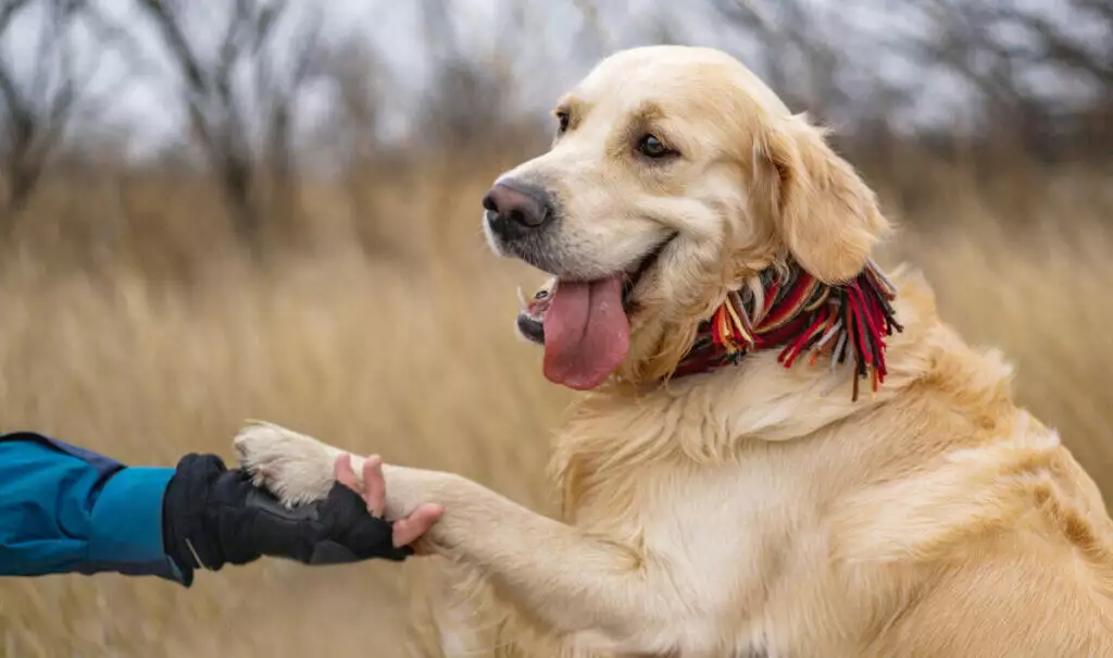 A golden retriever is being petted by a person in a field.