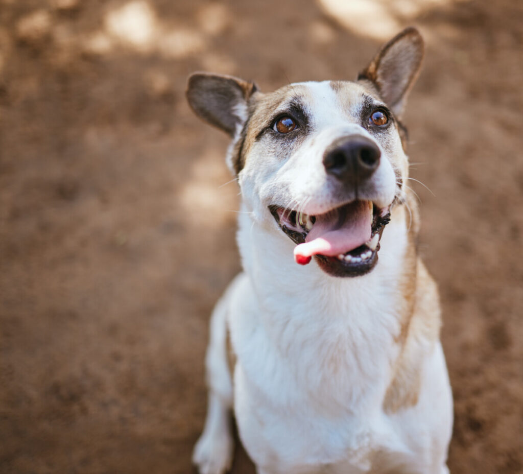 A white and brown dog is looking up at the camera.