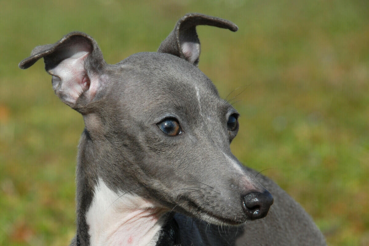 A grey and white dog is standing in the grass.