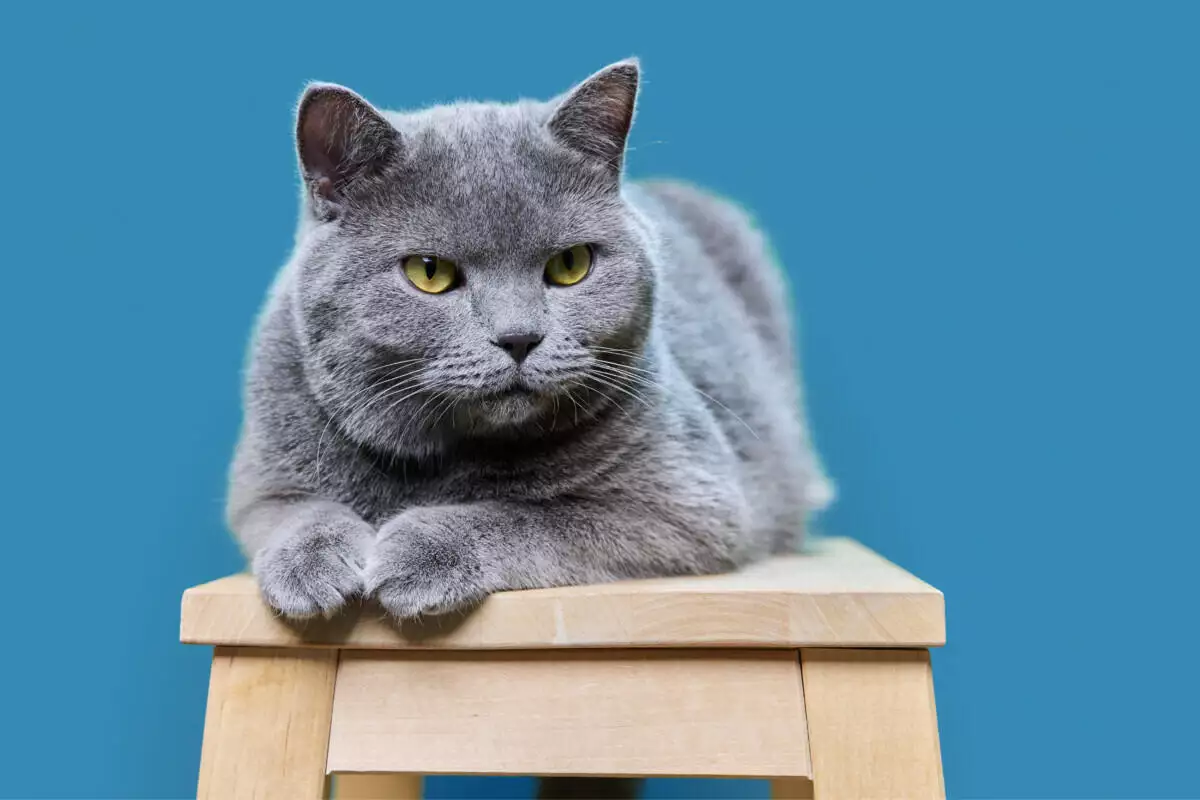 British shorthair cat sitting on a wooden stool.