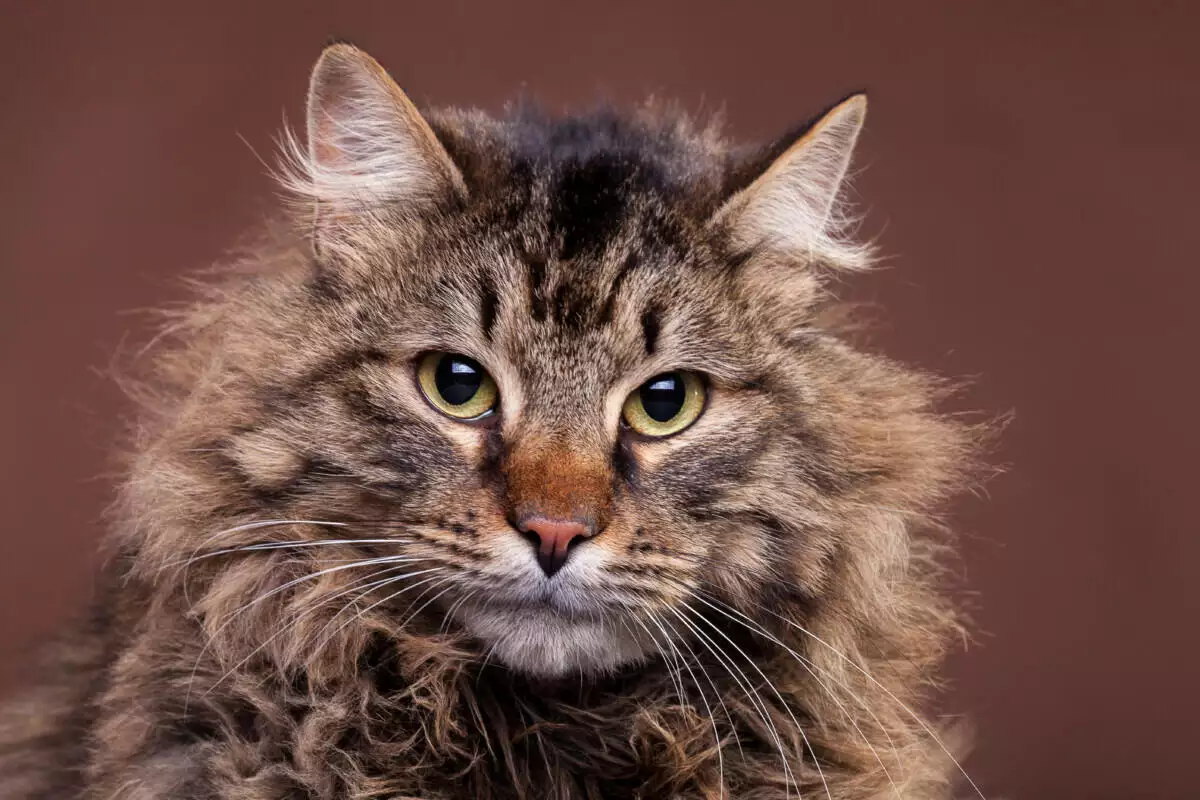 A long haired cat is staring at the camera.