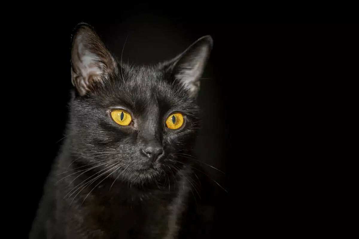 A black cat with yellow eyes on a black background.