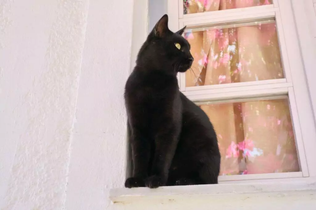 A black cat sitting on a window sill.
