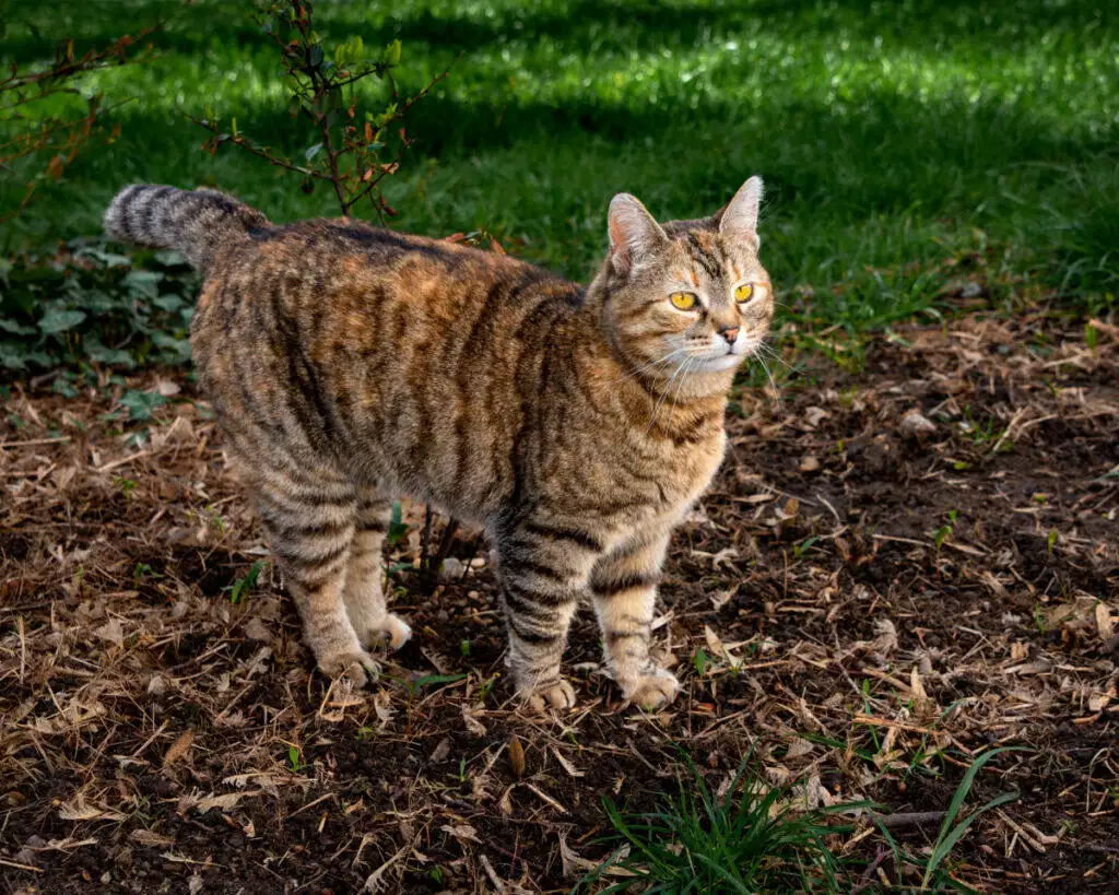 A tabby cat standing in the grass.