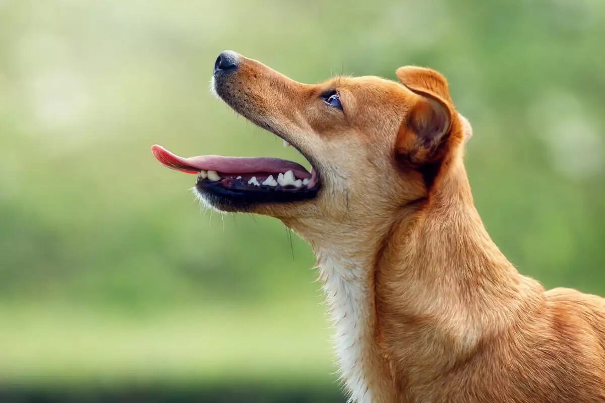 A dog is yawning with its tongue out.