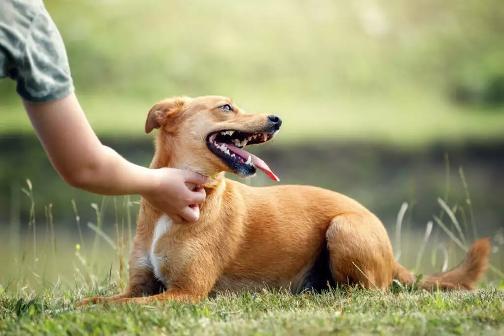 A person petting a dog in the grass.