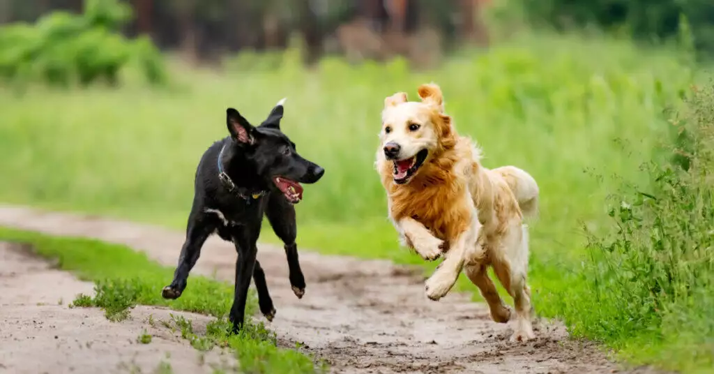 Two dogs frolicking on a dirt road.