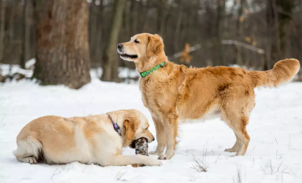 Two cute golden retrievers frolicking in the snowy outdoors.