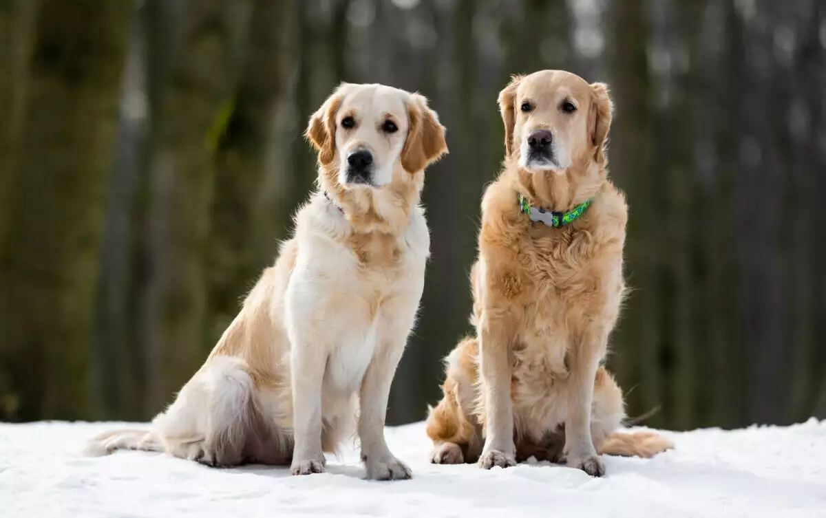 Two golden retrievers, named duo and dog, sitting in the snow.