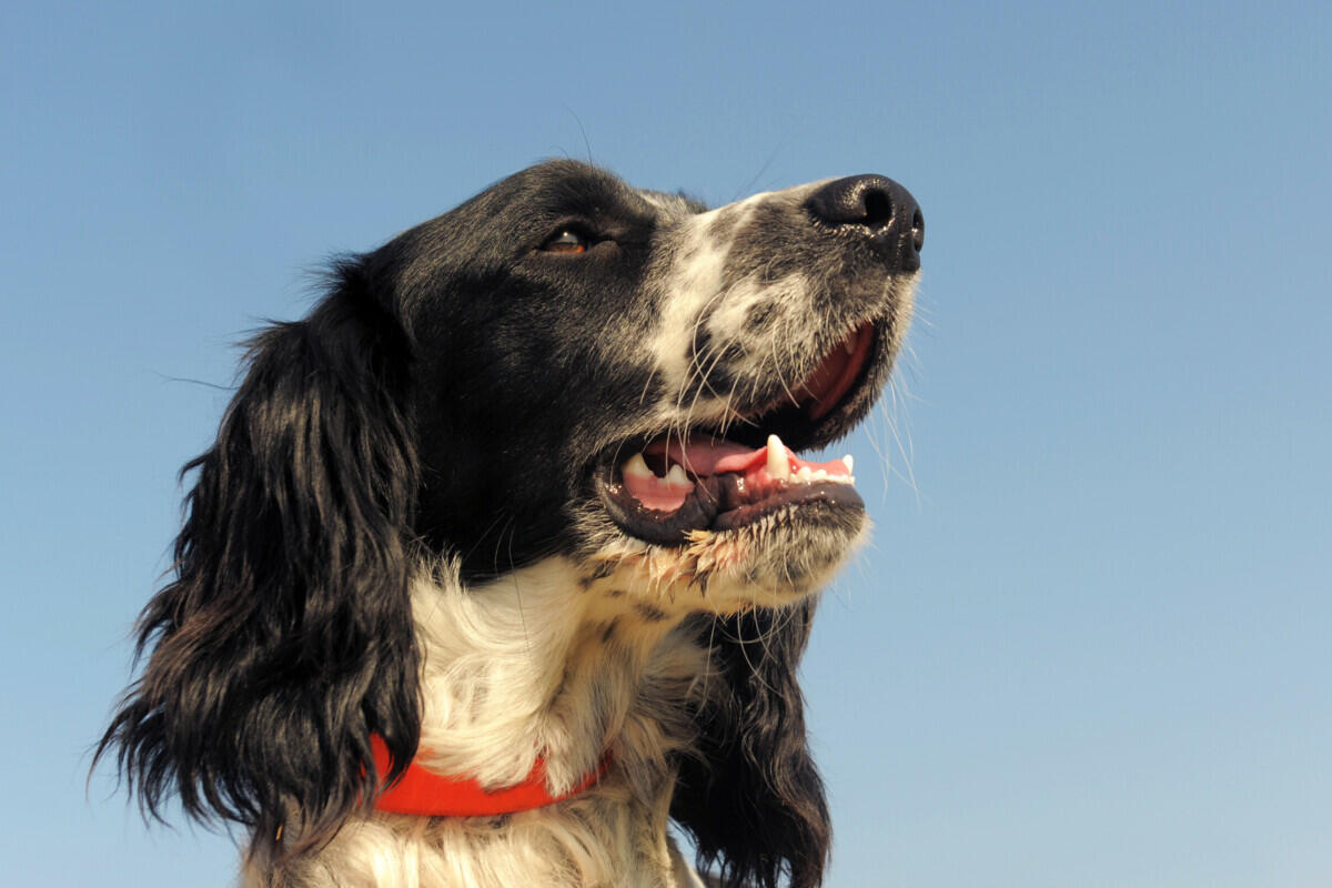 A black and white dog looking up at the sky.