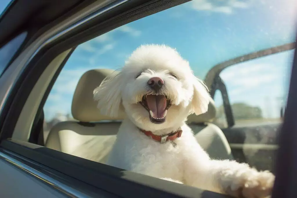 Cute bichon frise dog looking out of car window