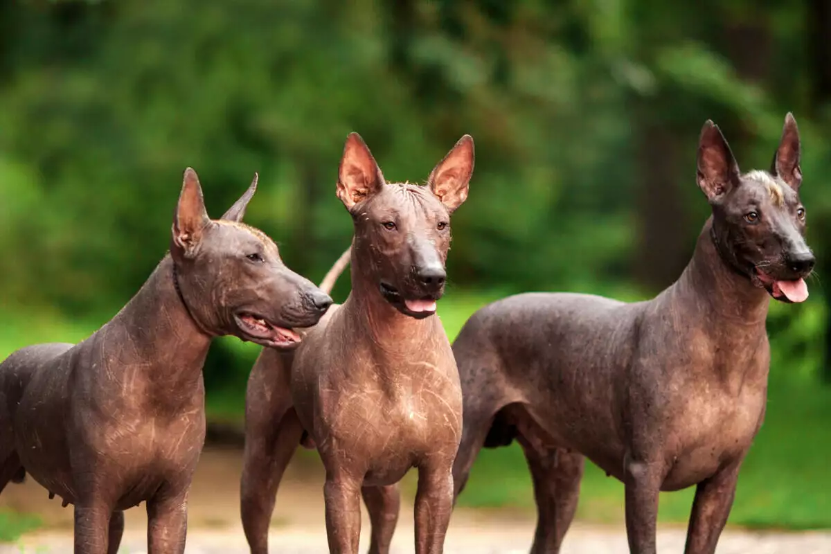 Three grey dogs standing on a dirt road.