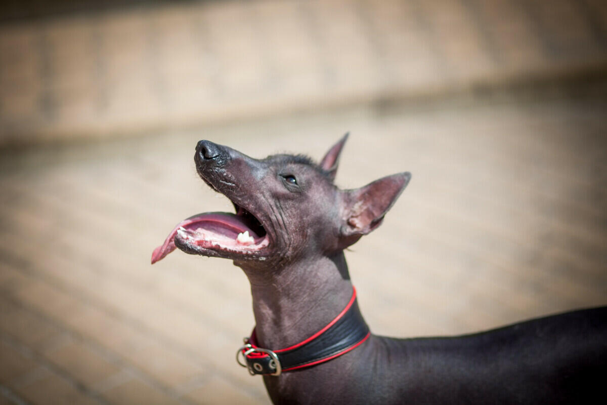 127+ Hairless Dog Names (BEST 2024 Ideas!) Blog Of Tom