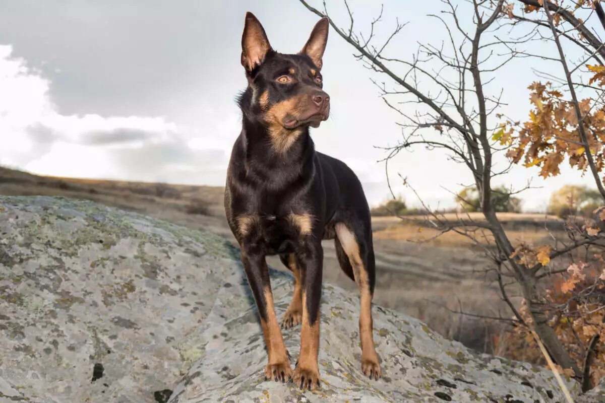 A black and tan doberman standing on a rock.