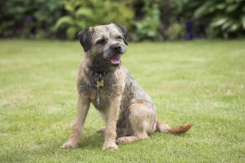 Border terrier