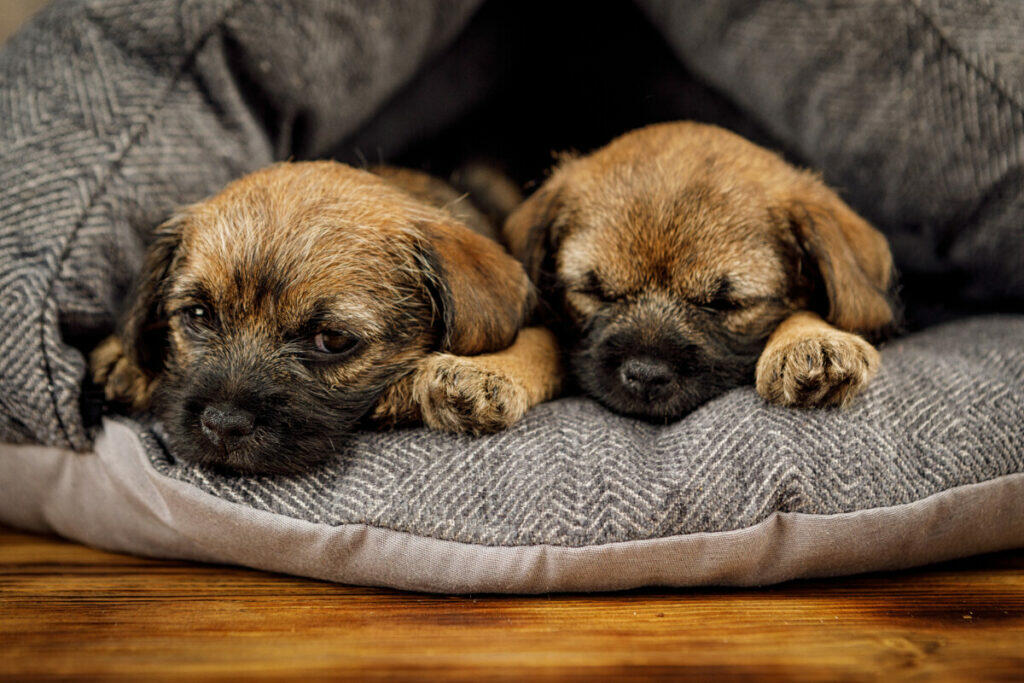 Little beautiful brown Border terrier puppies