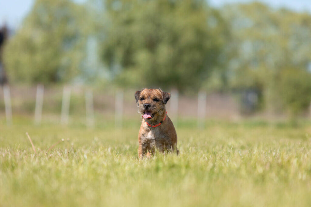 Border terrier