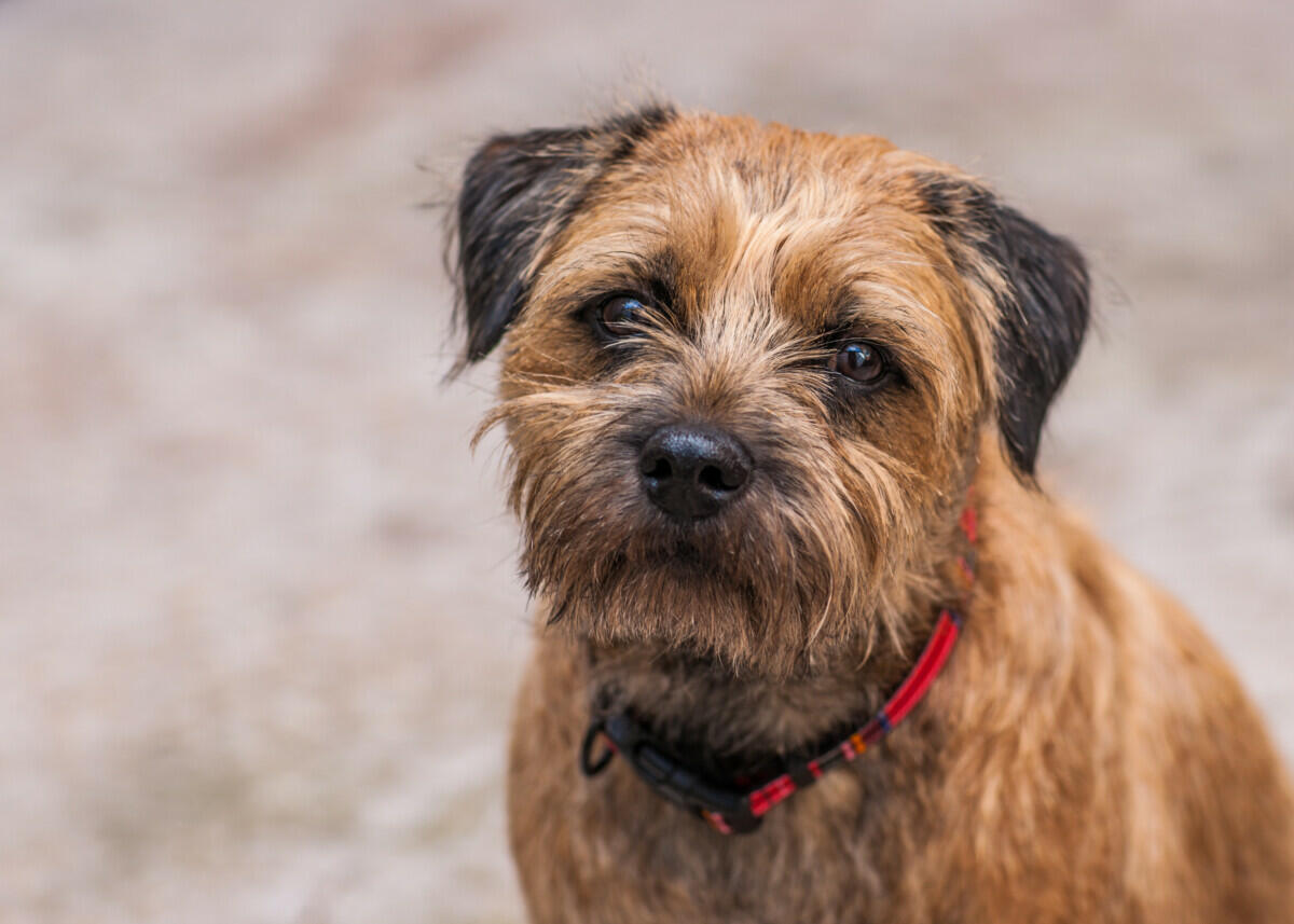Border terrier